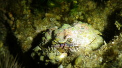 Calappa gallus