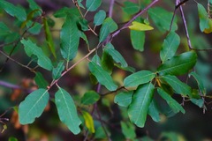 Frangula californica