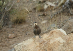 Pteroptochos megapodius