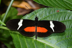 Heliconius clysonymus montanus