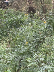 Senna surattensis