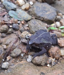 Rhinella ruizi