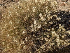 Psilostrophe cooperi