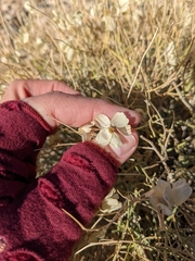 Psilostrophe cooperi