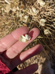 Psilostrophe cooperi