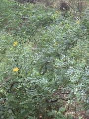 Senna surattensis