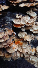Hypomyces aurantius