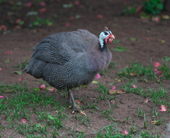 Numida meleagris domesticus