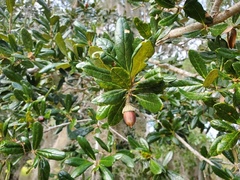 Quercus geminata