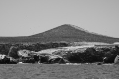 Leucocarbo bougainvillii