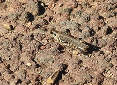 Melanoplus lakinus