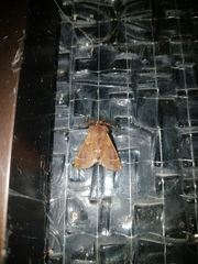 Ptilophora plumigera