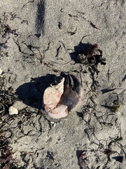 Romaleon antennarium