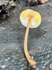 Mycena crocata