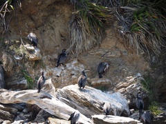 Phalacrocorax punctatus punctatus