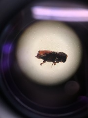 Ips borealis