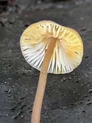 Mycena crocata