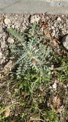 Cirsium scariosum