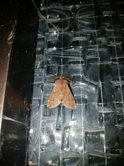 Ptilophora plumigera