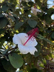 Hibiscus arnottianus