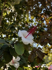 Hibiscus arnottianus