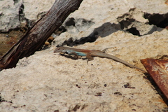 Pholidoscelis chrysolaemus