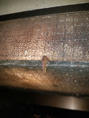 Ptilophora plumigera