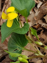 Viola pubescens