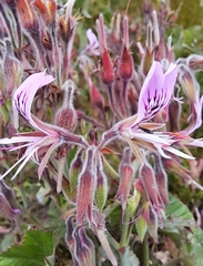Pelargonium cordifolium