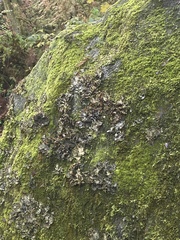 Peltigera polydactylon