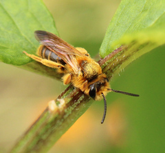 Andrena prunorum