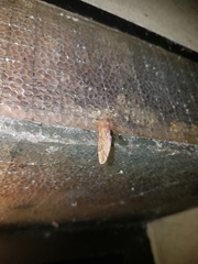 Ptilophora plumigera