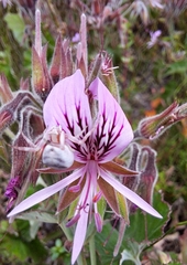 Pelargonium cordifolium