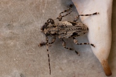 Aegomorphus jaspideus