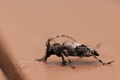 Aegomorphus jaspideus