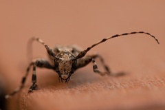 Aegomorphus jaspideus