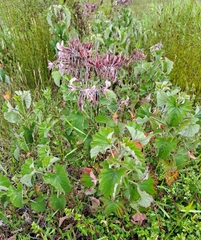 Pelargonium cordifolium