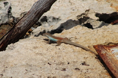 Pholidoscelis chrysolaemus