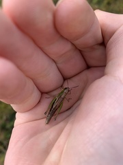 Pseudochorthippus montanus