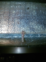 Ptilophora plumigera