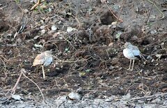 Burhinus senegalensis