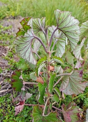 Pelargonium cordifolium