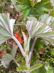 Pelargonium cordifolium