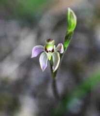 Caladenia variegata