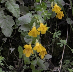 Erythranthe lutea