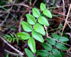 Vicia sepium