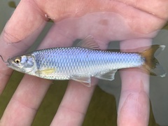 Cyprinella spiloptera