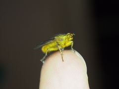 Scathophaga stercoraria