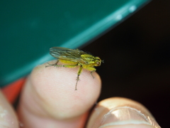 Scathophaga stercoraria