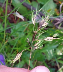 Poa alpina vivipara